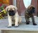 English Mastiff Puppies for sale in Long Beach, CA, USA. price: NA