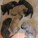 English Mastiff Puppies for sale in Yonkers, NY, USA. price: NA
