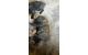 English Mastiff Puppies for sale in Aurora, CO, USA. price: NA