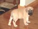 English Mastiff Puppies for sale in Bridgeport, CT, USA. price: NA