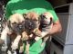 English Mastiff Puppies for sale in Bear, DE, USA. price: NA