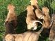 English Mastiff Puppies for sale in Clearwater, FL, USA. price: NA