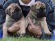 English Mastiff Puppies for sale in Joliet, IL, USA. price: NA