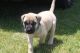English Mastiff Puppies for sale in Davenport, IA, USA. price: NA