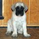 English Mastiff Puppies for sale in Kansas City, KS, USA. price: NA