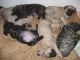 English Mastiff Puppies for sale in Lexington, KY, USA. price: NA
