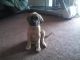 English Mastiff Puppies for sale in Baltimore, MD, USA. price: NA