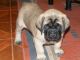 English Mastiff Puppies for sale in Jackson, MS, USA. price: NA