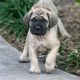 English Mastiff Puppies for sale in Columbia, MO, USA. price: NA
