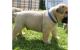 English Mastiff Puppies for sale in Lincoln, NE, USA. price: NA