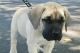 English Mastiff Puppies for sale in Billings, MT, USA. price: NA
