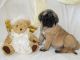 English Mastiff Puppies for sale in Manchester, NH, USA. price: NA