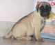 English Mastiff Puppies for sale in Elizabeth, NJ, USA. price: NA