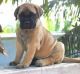 English Mastiff Puppies for sale in Las Cruces, NM, USA. price: NA