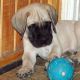 English Mastiff Puppies for sale in Cary, NC, USA. price: NA