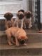 English Mastiff Puppies for sale in Gresham, OR, USA. price: NA