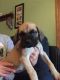 English Mastiff Puppies for sale in Martinsville, IN 46151, USA. price: NA