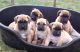 English Mastiff Puppies for sale in Norman, OK, USA. price: NA