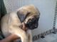 English Mastiff Puppies for sale in Erie, PA, USA. price: NA