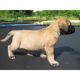 English Mastiff Puppies for sale in Providence, RI, USA. price: NA