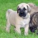 English Mastiff Puppies for sale in Charleston, SC, USA. price: NA