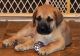 English Mastiff Puppies for sale in Sioux Falls, SD, USA. price: NA