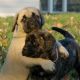 English Mastiff Puppies for sale in Fort Worth, TX, USA. price: NA
