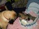 English Mastiff Puppies for sale in Provo, UT, USA. price: NA
