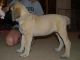 English Mastiff Puppies for sale in Ascutney, Weathersfield, VT, USA. price: NA