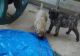 English Mastiff Puppies for sale in Eleanor, WV, USA. price: NA