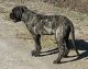 English Mastiff Puppies for sale in Dallas, TX, USA. price: NA