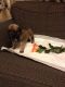 English Mastiff Puppies for sale in Boomer, NC 28654, USA. price: NA