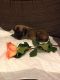 English Mastiff Puppies for sale in Boomer, NC 28654, USA. price: NA
