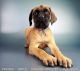 English Mastiff Puppies for sale in San Diego, CA, USA. price: NA