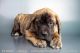English Mastiff Puppies for sale in Oceanside, CA, USA. price: NA
