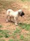 English Mastiff Puppies for sale in Boomer, NC 28654, USA. price: $1,000