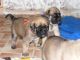 English Mastiff Puppies for sale in Athol, MA, USA. price: $1,800