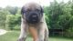 English Mastiff Puppies for sale in Cincinnati, OH, USA. price: NA