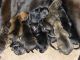 English Mastiff Puppies for sale in Becker, MN, USA. price: NA