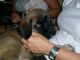 English Mastiff Puppies for sale in Colorado Springs, CO, USA. price: $200