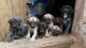 English Mastiff Puppies for sale in Anthony, KS 67003, USA. price: NA