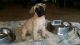 English Mastiff Puppies for sale in Dawsonville, GA 30534, USA. price: NA