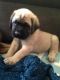 English Mastiff Puppies for sale in Sugarcreek, OH 44681, USA. price: NA