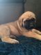 English Mastiff Puppies for sale in Sugarcreek, OH 44681, USA. price: $1,800