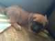 English Mastiff Puppies for sale in Sugarcreek, OH 44681, USA. price: NA