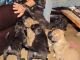 English Mastiff Puppies for sale in Marion, AR 72364, USA. price: NA