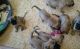 English Mastiff Puppies for sale in Round Rock, TX, USA. price: NA