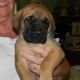 English Mastiff Puppies for sale in Abilene, TX, USA. price: NA