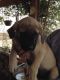 English Mastiff Puppies for sale in San Bernardino, CA, USA. price: NA