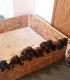 English Mastiff Puppies for sale in Saginaw, MI, USA. price: NA
